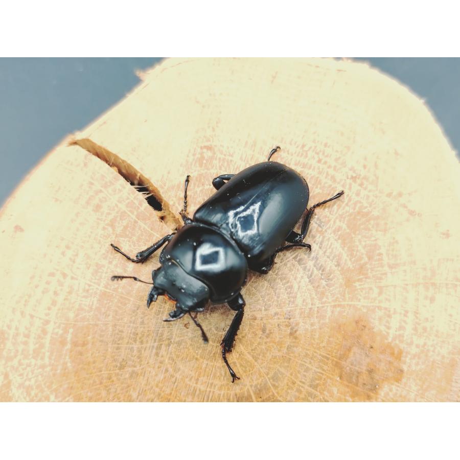 WDセメノウコクワ ♂48粍♀33粍