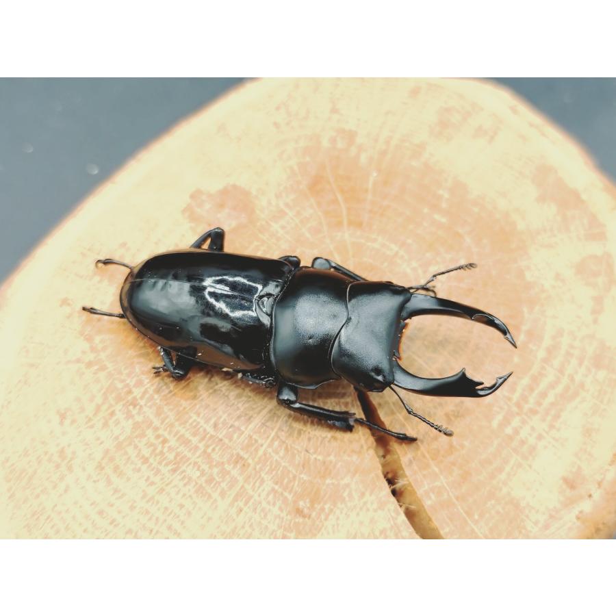 WDセメノウコクワ ♂50粍♀34粍