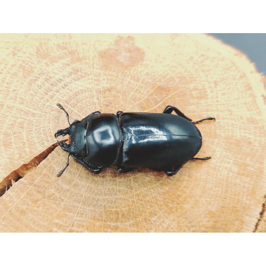 WDセメノウコクワ ♂50粍♀34粍