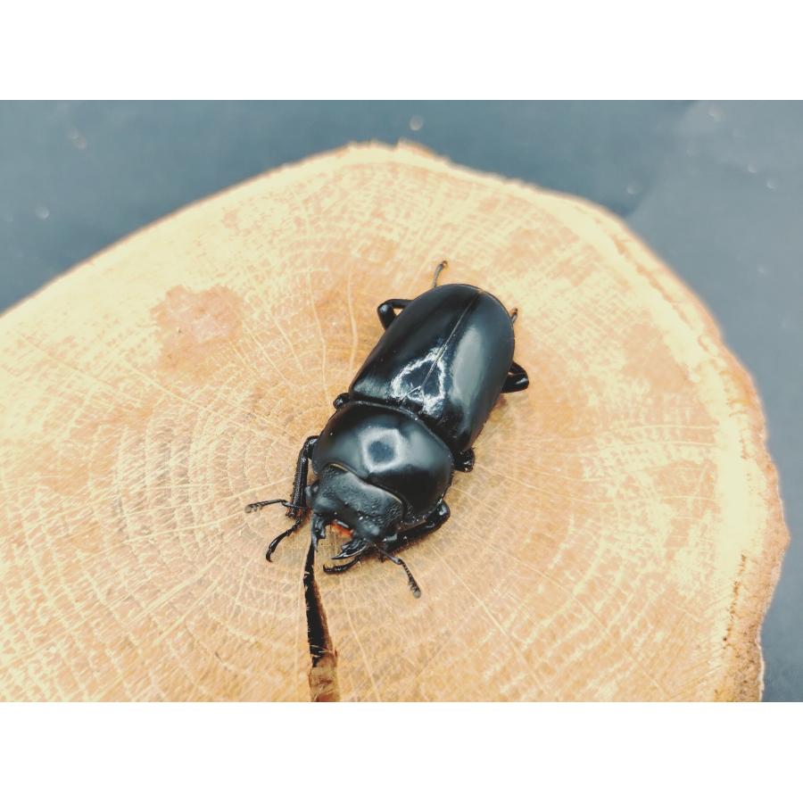 WDセメノウコクワ ♂50粍♀34粍