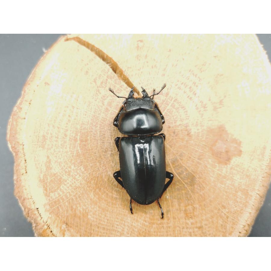 WDセメノウコクワ ♂50粍♀34粍