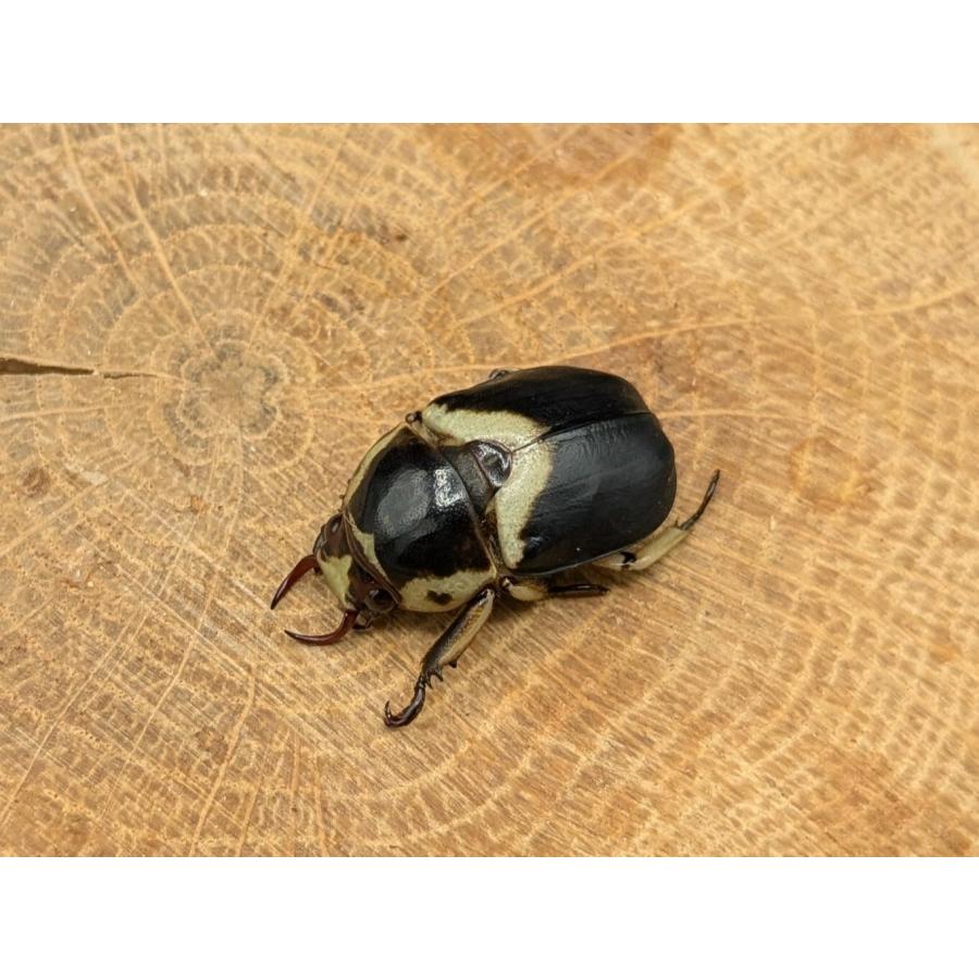 タイワンクワガタコガネ ♂♀フリーサイズ : クワガタカブトムシ専門