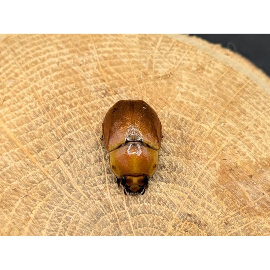 タイワンクワガタコガネ ♂♀フリーサイズ : クワガタカブトムシ専門