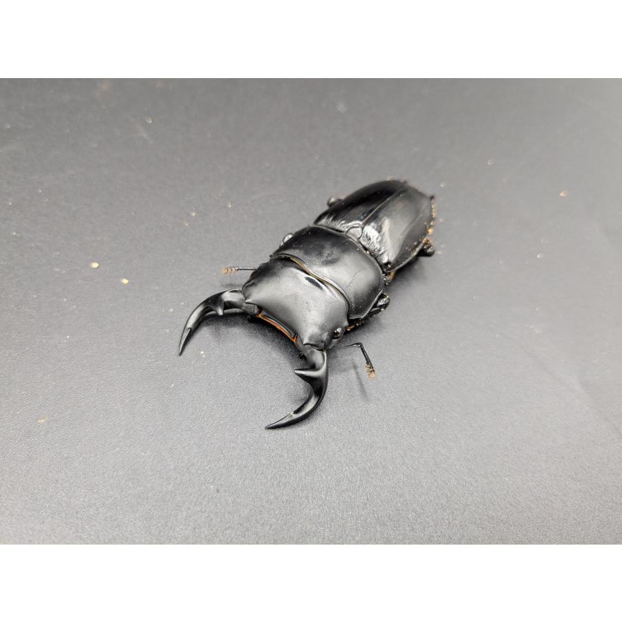 WDグランディスオオクワガタ ♂65mm♀42mm : クワガタカブトムシ