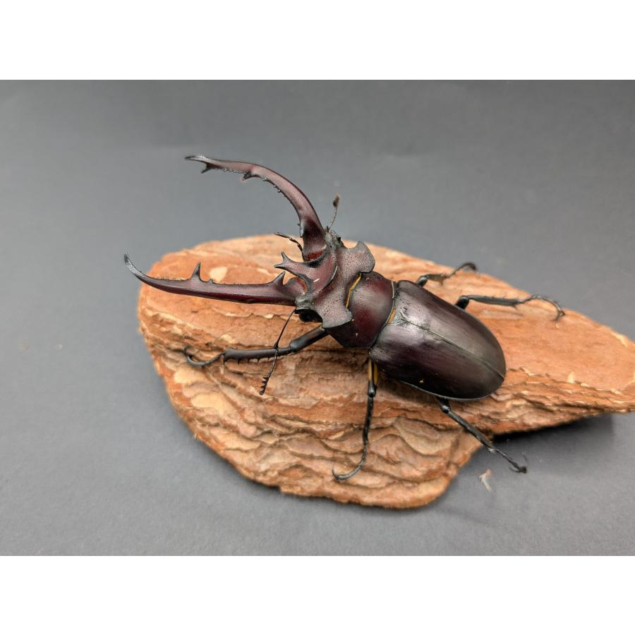 タイワンミヤマ ♂73mm♀33mm : クワガタカブトムシ専門ショップ