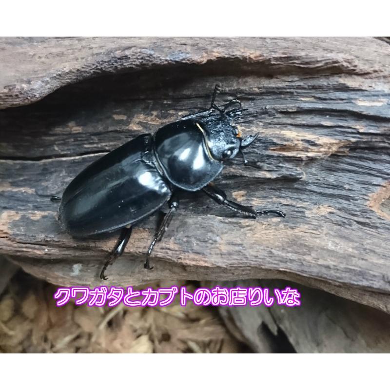 タイアンタエウスオオクワガタ ♂70mm ペア : クワガタとカブトのお