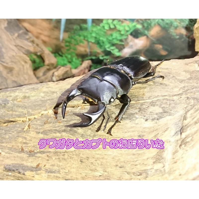 タイワンオオクワガタ ホワイトアイ ♂70mm ペア : クワガタとカブト