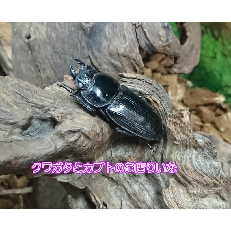 タイワンオオクワガタ ホワイトアイ ♂61mm ペア : クワガタとカブト