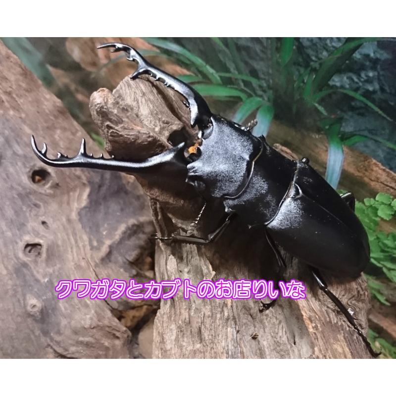ギラファノコギリクワガタ ♂107mm 単品 : クワガタとカブトのお