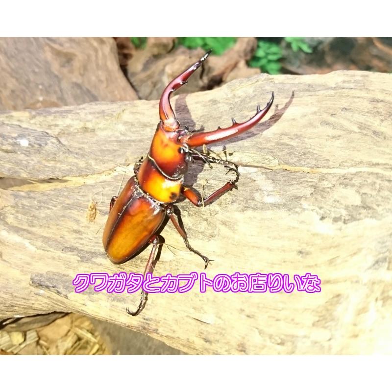 トカラノコギリクワガタ ♂60mm ペア : クワガタとカブトのお店