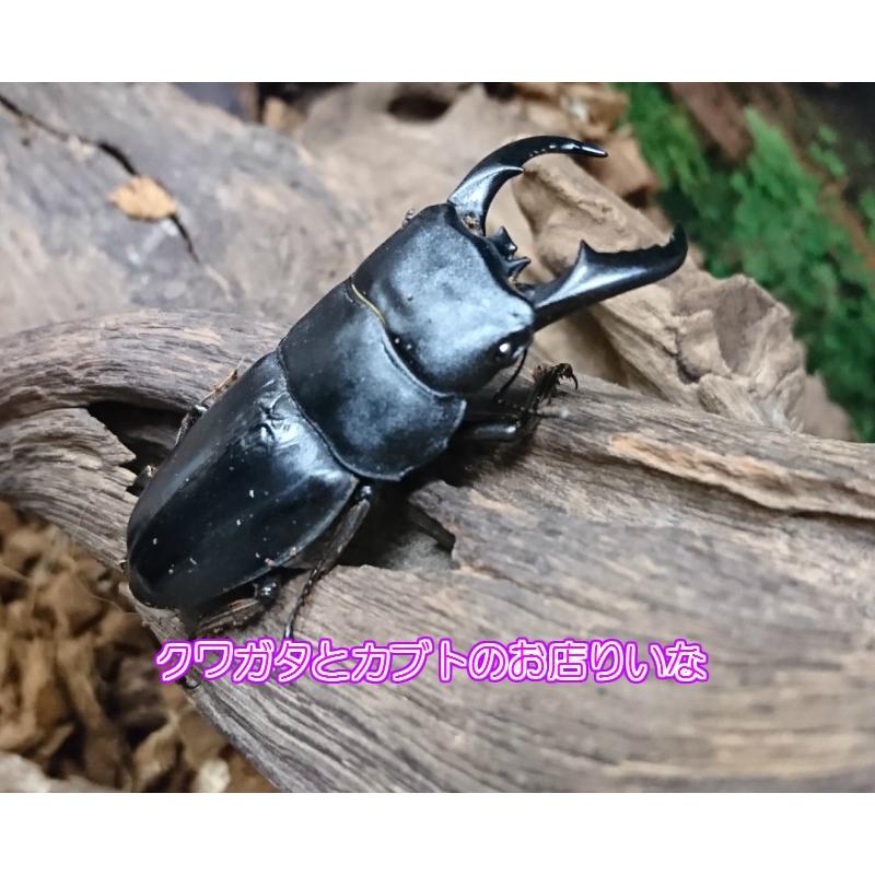 アマミヒラタクワガタ ♂67mm ペア : クワガタとカブトのお店・り