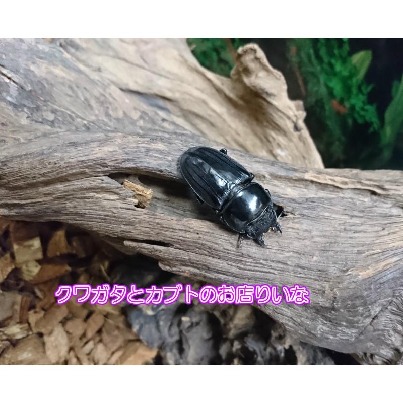 アマミヒラタクワガタ ♂67mm ペア : クワガタとカブトのお店・り 