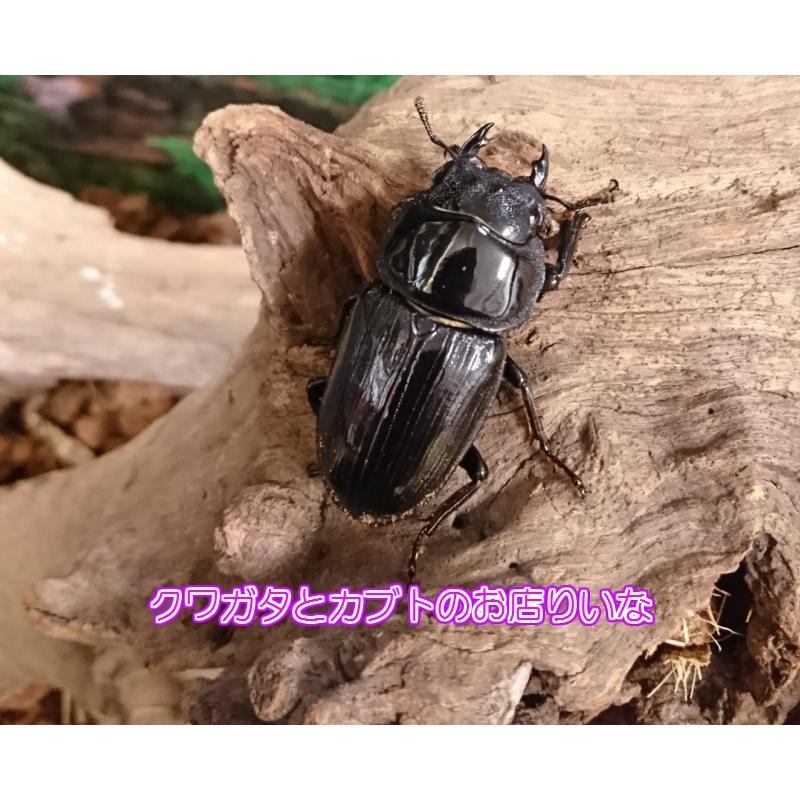 オオクワガタ 川西産 ♂68mm ペア : クワガタとカブトのお店・り 
