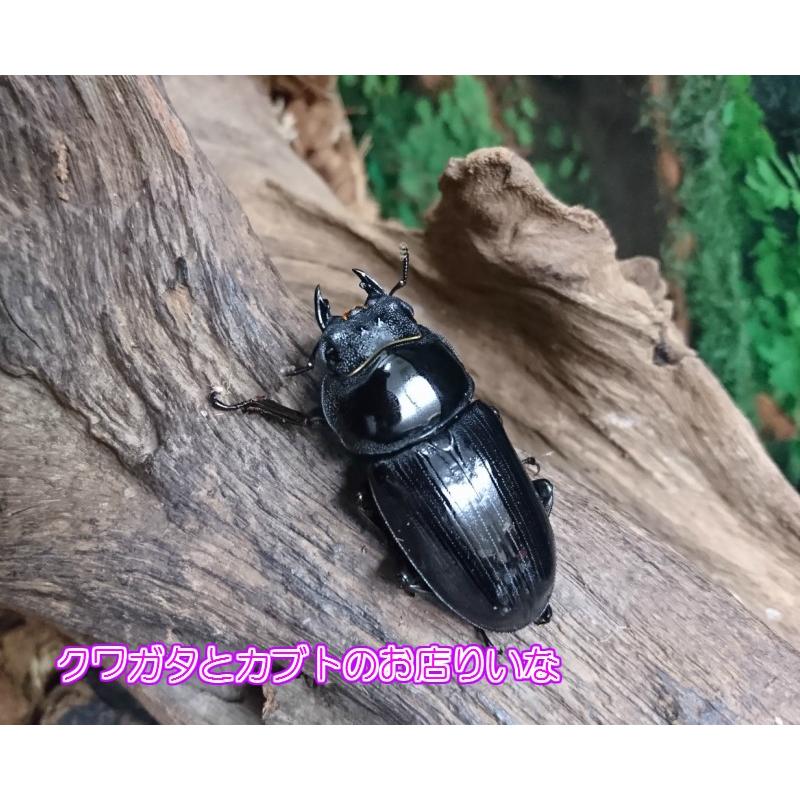オオクワガタ ♂56mm ペア 阿古谷産 : クワガタとカブトのお店・り 