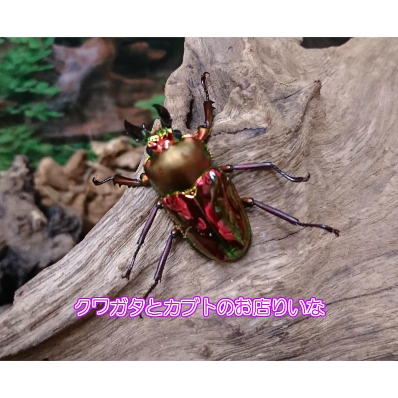 ニジイロクワガタ スーパーレッド ♂50mm ペア : クワガタとカブト