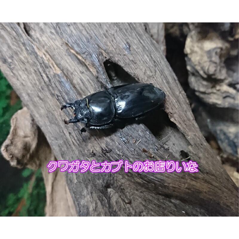 ツシマヒラタクワガタ ♂71mm ペア : クワガタとカブトのお店・り