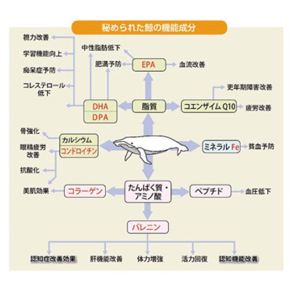 【送料無料】鯨刺身 クジラ肉 鯨肉「熟成やわらかくじら肉500g」赤身　刺身　高タンパク　母の日 2024 プレゼント ギフト 食べ物｜kuzira-isanaya｜15