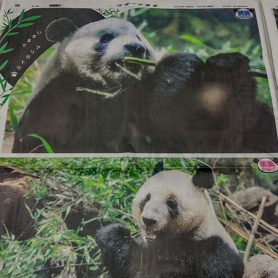 日刊パンダイ スポーツ報知 1/23セット シャオシャオ レイレイ パンダ