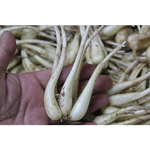 店長特典付 沖縄伊江島産の島らっきょう 2kg 純正大特価 Eraglonass Ru