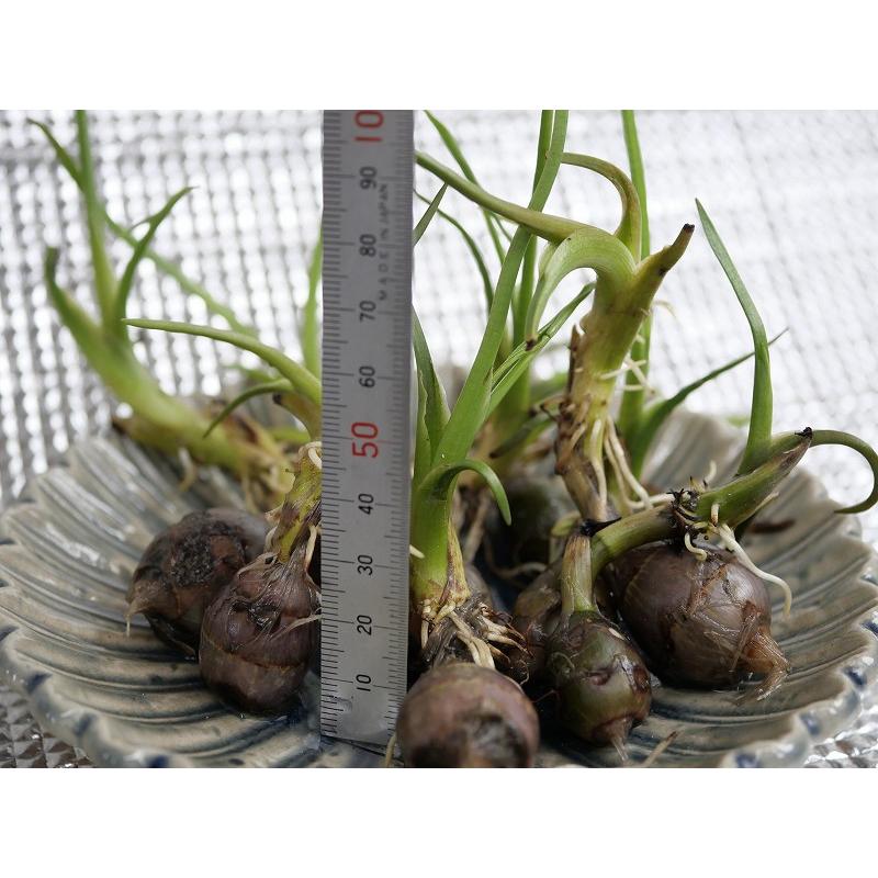 青クワイ の 苗/11球+オマケ数球/国産/無農薬栽培(未使用) : 観龍堂