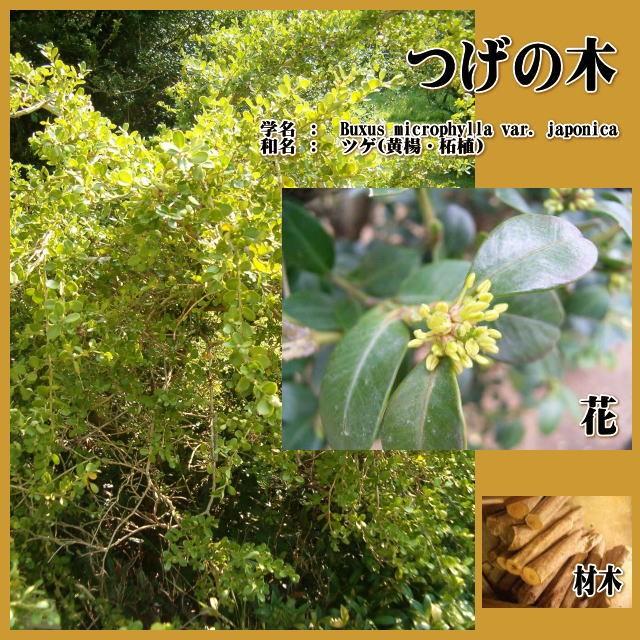 本つげ 「パーマとき櫛」4.5寸 : 京のめぐみ - 通販 - Yahoo!ショッピング