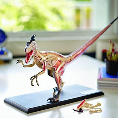 4D VISION29パーツ 全長約50センチ 大型 ヴェロキラプトル アナトミー モデル VELOCIRAPTOR ANATOMY MODEL