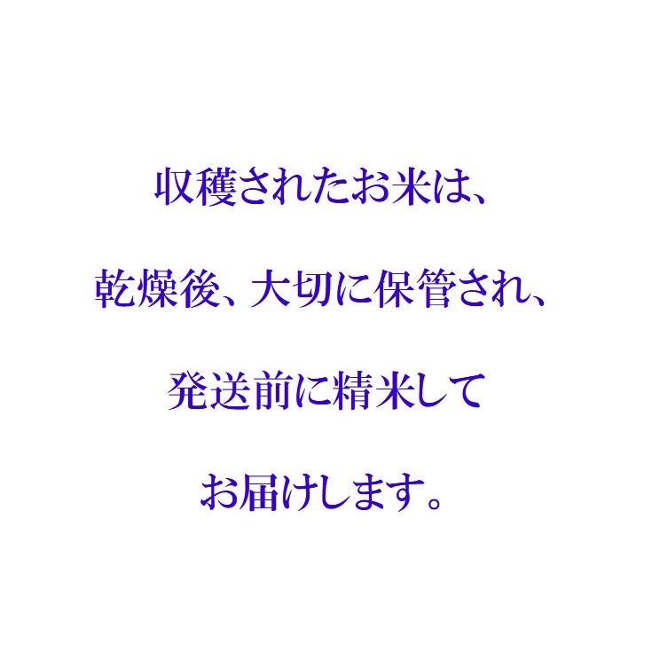 お米 2kg こしひかり 白米 分づき 京都米 丹後産 一等米 当日精米 令和5年産｜kyomaido｜06