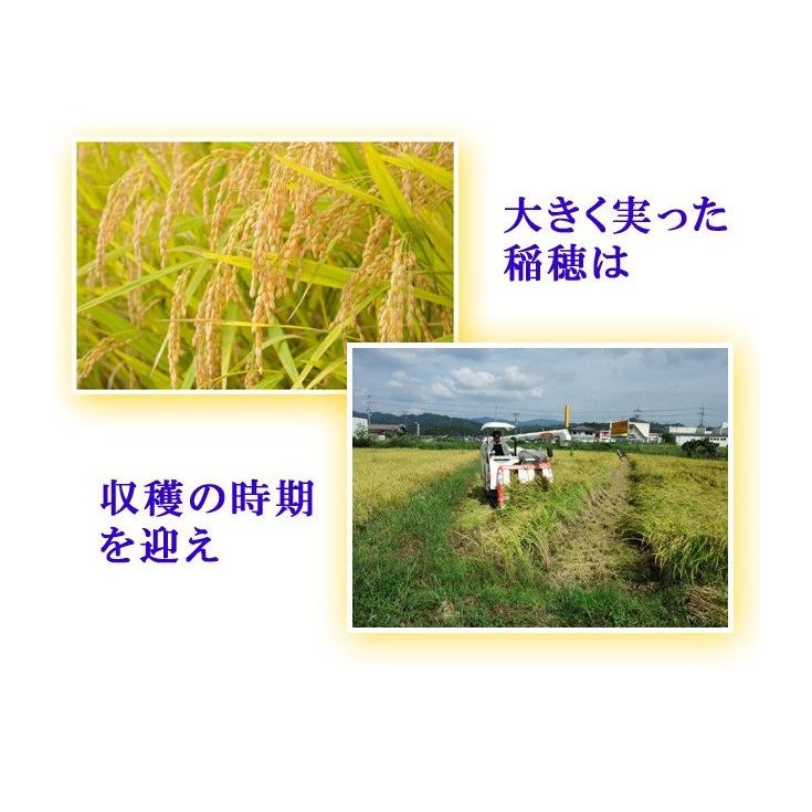 コシヒカリ お米 玄米 10kg こしひかり 京都米 丹後産 5kg×2袋 一等米