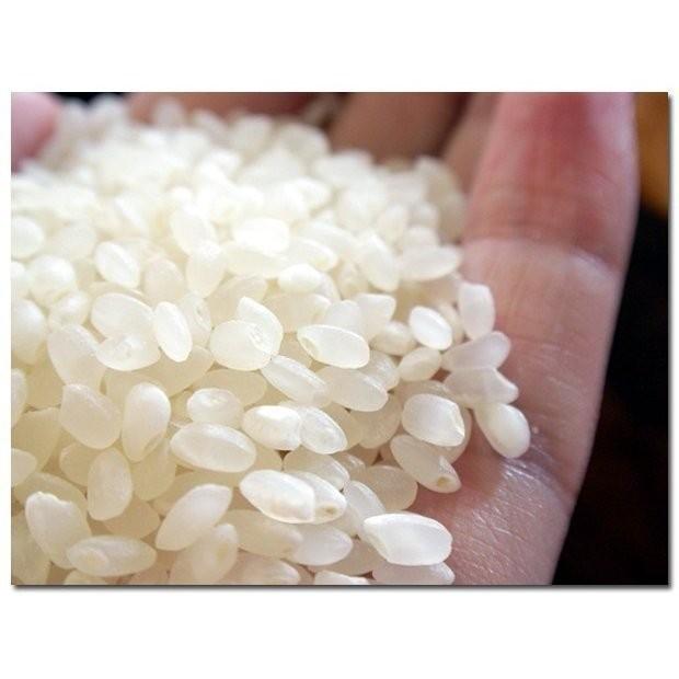 丹後のこしひかり飯用米 白米25k コシヒカリ お米 玄米 25kg 白米 22.5kg 京都米 丹後産 京の豆っ