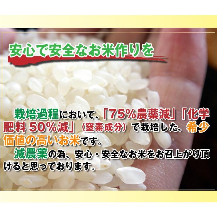 お米 10kg コシヒカリ 白米 玄米 分づき可 特別栽培米 7.5割農薬減 兵庫県 丹波篠山産 特A 一等米 送料無料 令和5年産｜kyomaido｜05