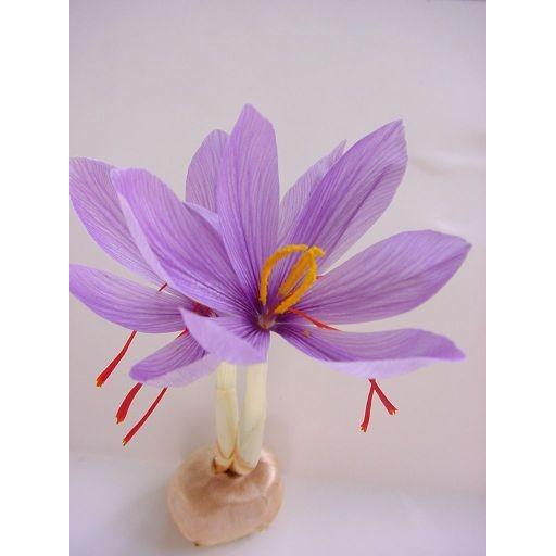 サフラン球根 特大球30球 開花球 336a08 京都園芸広場 通販 Yahoo ショッピング