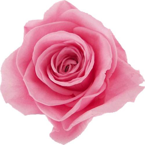 リカちゃん一輪ローズBOX入り ベビーピンク : 京都フラワーサービス