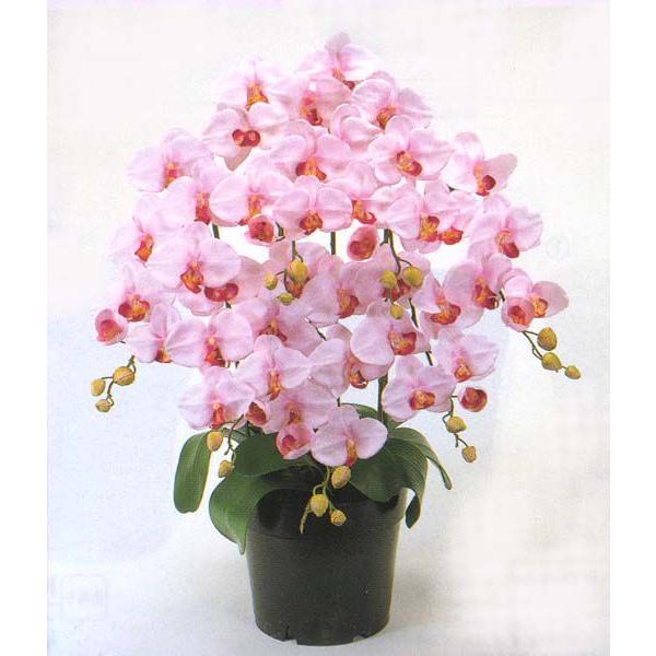 正規品 ロイヤル エレガンス ファレノプシス胡蝶蘭 エンジェルピンク色 7本立ち Orchidlp7f 京都フラワーサービス 通販 Yahoo ショッピング 魅力的な Www Iccostierovico Edu It