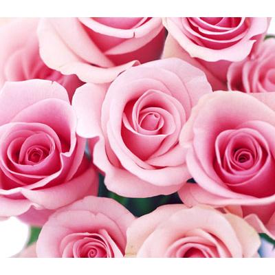 京都フラワーサービスピンク薔薇 欲しい数だけ花束 オール4ラブ ピンクアバランチェなど 品質が