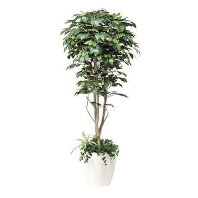 ●光の楽園 (508F500-37) フィカスベンジャミン植栽付 1.8 送料無料 92349