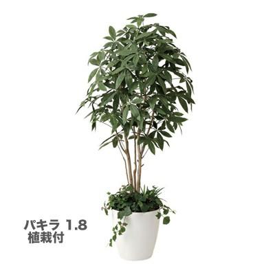 光の楽園 胡蝶蘭 パキラ 412f500 30 パキラ 送料無料 1 8 植栽