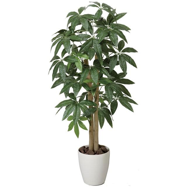 ●光の園 (199K160-32) パキラ1.0 送料無料 92439