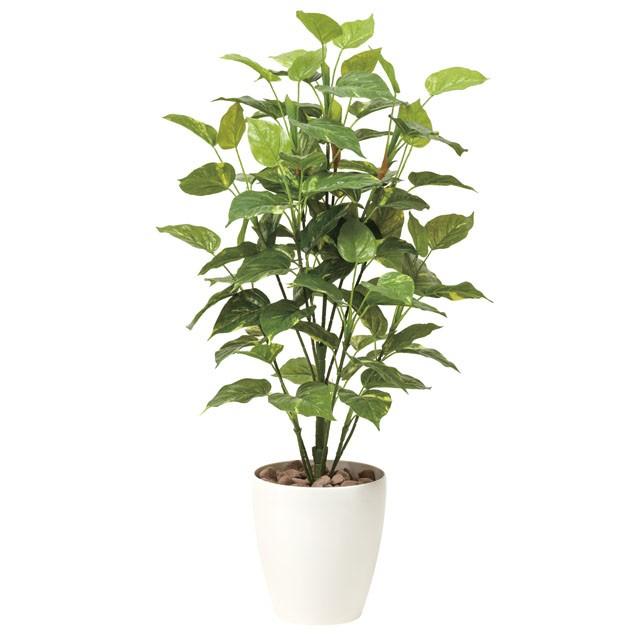 ●光の園 (513A150-57) ポトス1.0 送料無料 92469