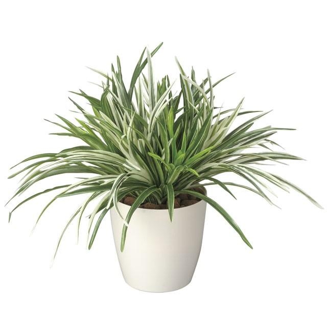 ●光の園 (240A70-60) ドラセナミックス 送料無料 92510