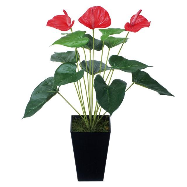 ●光の園 (437K45-63) アンスリューム 送料無料 92524