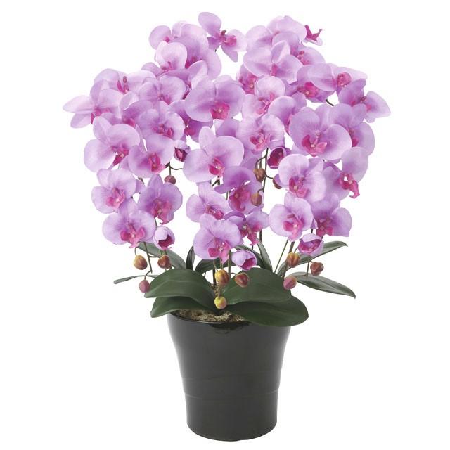 ●光の園 (655A150-79) クイーン胡蝶蘭５本立L 送料無料 92632