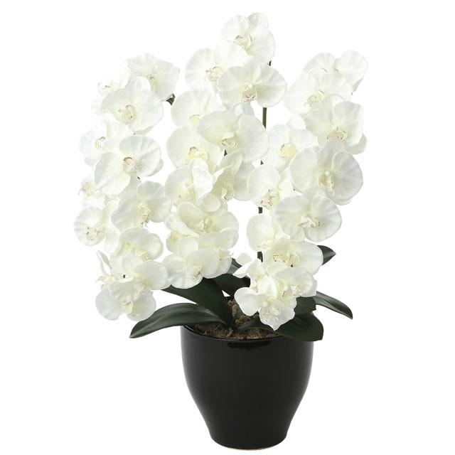 ●光の園 (659K135-78) プレミアム胡蝶蘭W 送料無料 92643