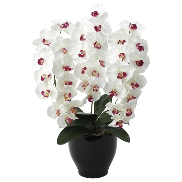 ●光の園 (661K135-78) プレミアム胡蝶蘭W/AB 送料無料 92645