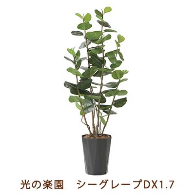 ●光の楽園 (2244A320-54) シーグレープ DX 1.7 送料無料 99474