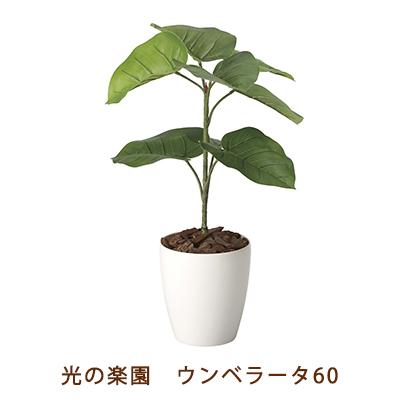 ●光の園 (2292K80-55) ウンベラータ 60 送料無料 99475