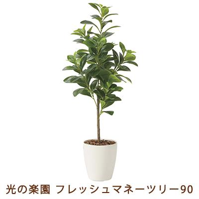 ●光の楽園 (2224A120-56) フレッシュ マネーツリー 90 送料無料 99481