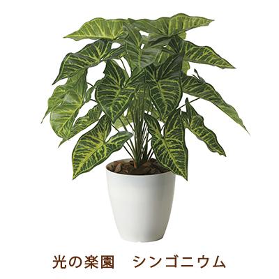 ●光の園 (2255A60-61) シンゴニウム 送料無料 99492