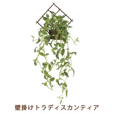●光の園 (2272A60-71) 壁掛け トラディスカンティア 送料無料 99509