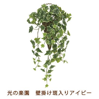 ●光の園 (2274A70-72) 壁掛け 斑入り アイビー 送料無料 99514