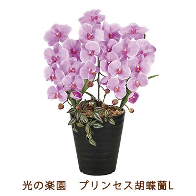 爆買 ●光の楽園 (2265K60-80) プリンセス 胡蝶蘭 L 送料無料 99519
